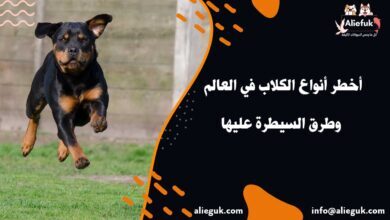 ما هي أخطر أنواع الكلاب