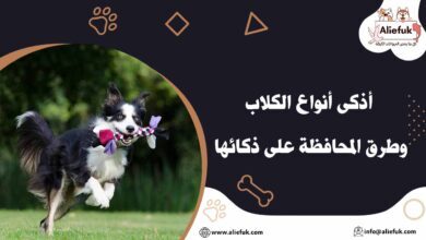 أذكى أنواع الكلاب وصفاتها