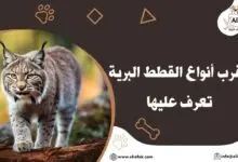 أنواع القطط البرية