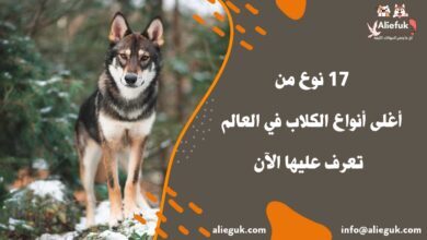 ما هي أغلى أنواع الكلاب في العالم