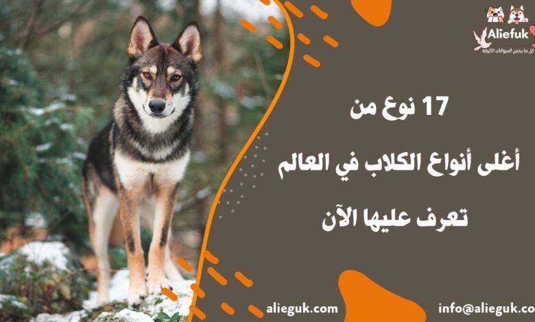 ما هي أغلى أنواع الكلاب في العالم
