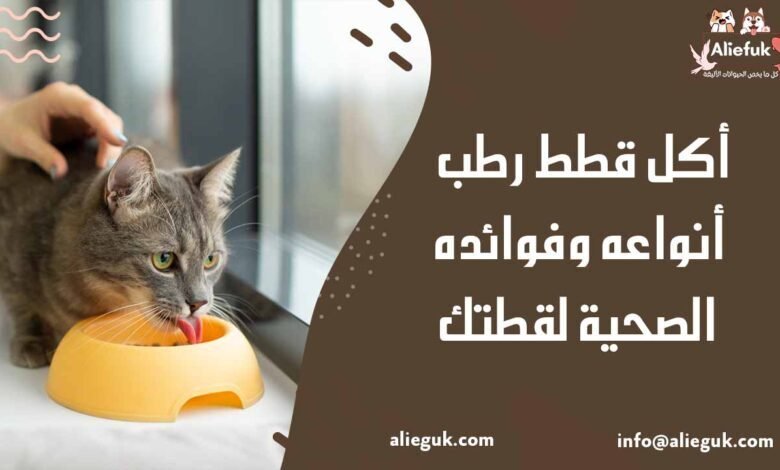 أكل قطط رطب أنواعه وفوائده الصحية لقطتك - موقع أليفك أكل قطط رطب