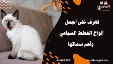 أنواع القطط السيامي وسماتها