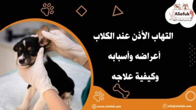 علاج التهاب الأذن عند الكلاب