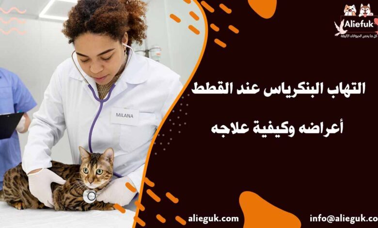 علاج التهاب البنكرياس عند القطط