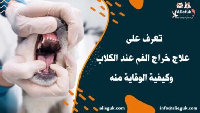علاج خراج الفم عند الكلاب
