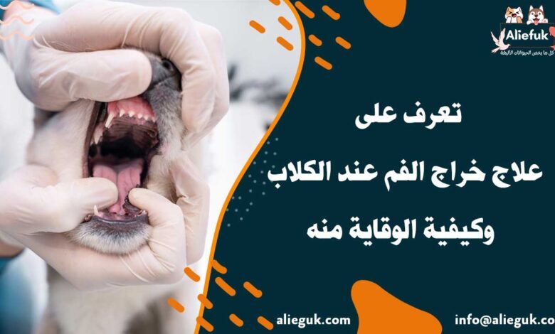 علاج خراج الفم عند الكلاب