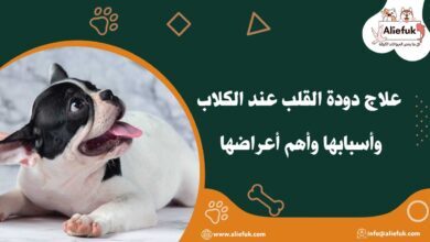علاج دودة القلب عند الكلاب
