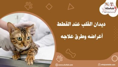 علاج ديدان القلب عند القطط