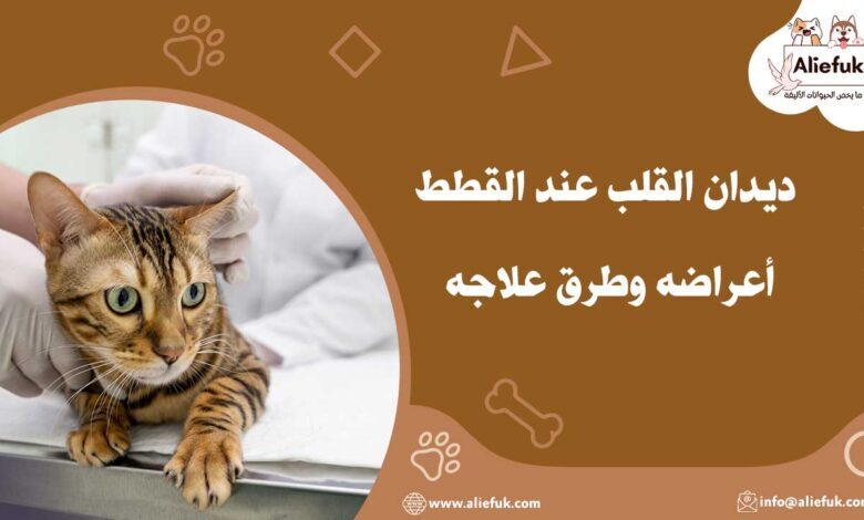 علاج ديدان القلب عند القطط