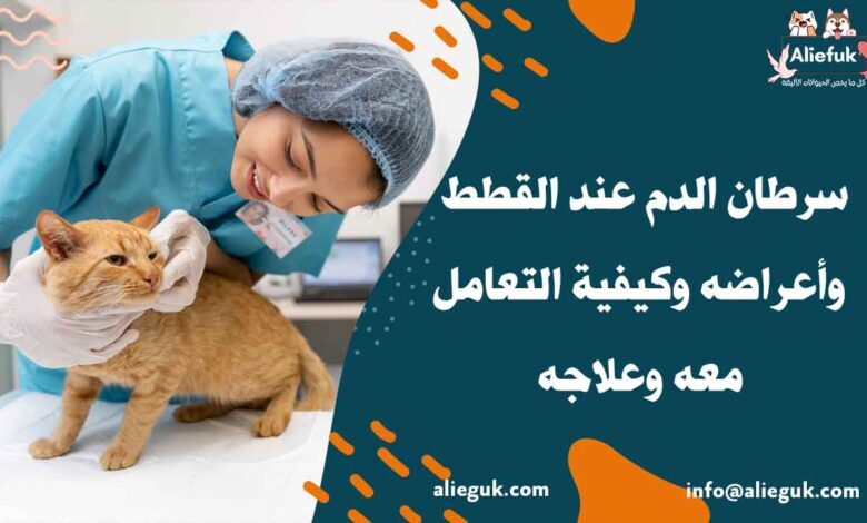 علاج سرطان الدم عند القطط