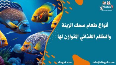 أنواع طعام سمك الزينة