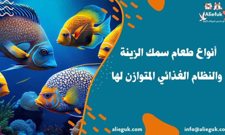 أنواع طعام سمك الزينة والنظام الغذائي المتوازن لها - موقع أليفك أنواع طعام سمك الزينة