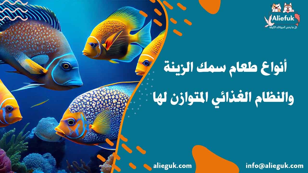 أنواع طعام سمك الزينة والنظام الغذائي المتوازن لها أليفك