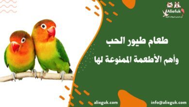 أنواع طعام طيور الحب