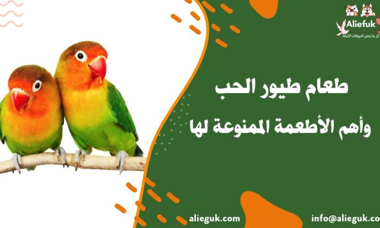 طعام طيور الحب وأهم الأطعمة الممنوعة لها - موقع أليفك أنواع طعام طيور الحب