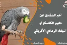 معلومات عن طيور الكاسكو