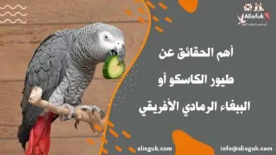 معلومات عن طيور الكاسكو