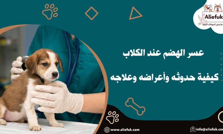 عسر الهضم عند الكلاب كيفية حدوثه وأعراضه وعلاجه - موقع أليفك أسباب عسر الهضم عند الكلاب