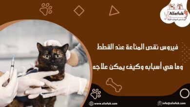 أسباب فيروس نقص المناعة عند القطط