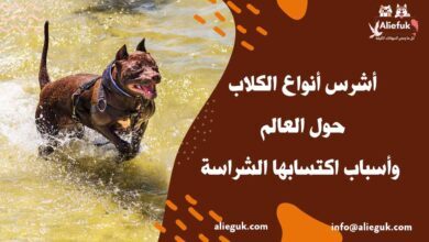 أشرس أنواع الكلاب
