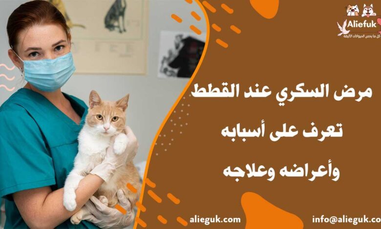 علاج مرض السكري عند القطط