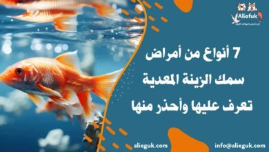 أنواع أمراض سمك الزينة