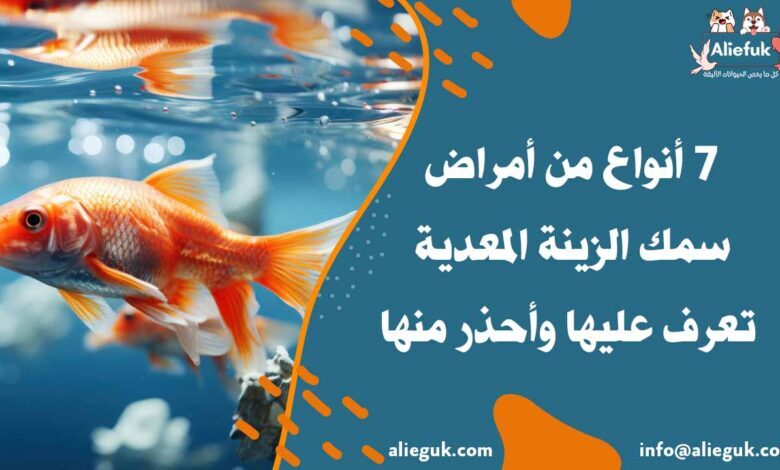 أنواع أمراض سمك الزينة