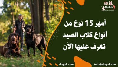 أمهر أنواع كلاب الصيد