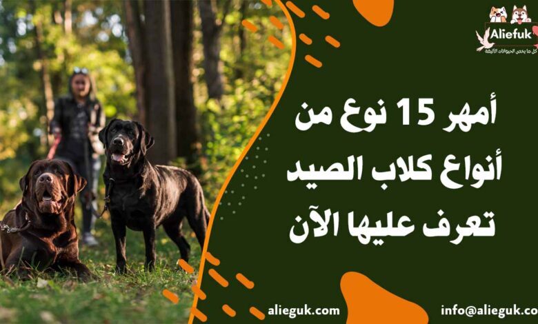 أمهر أنواع كلاب الصيد