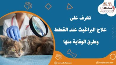علاج البراغيث عند القطط