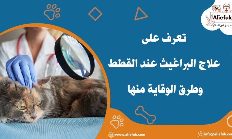 علاج البراغيث عند القطط