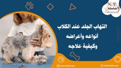 علاج التهاب الجلد عند الكلاب