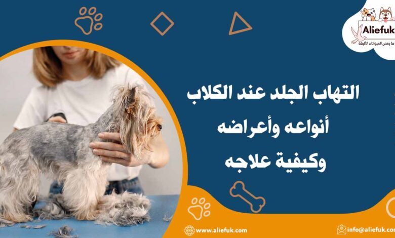 علاج التهاب الجلد عند الكلاب