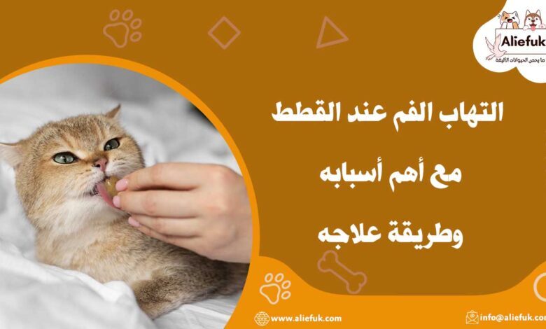 التهاب الفم عند القطط مع أهم أسبابه وطريقة علاجه - موقع أليفك علاج التهاب الفم عند القطط