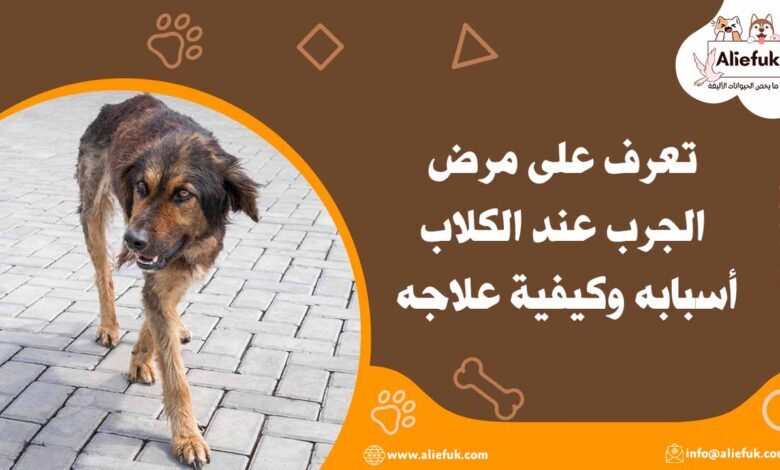 علاج الجرب عند الكلاب
