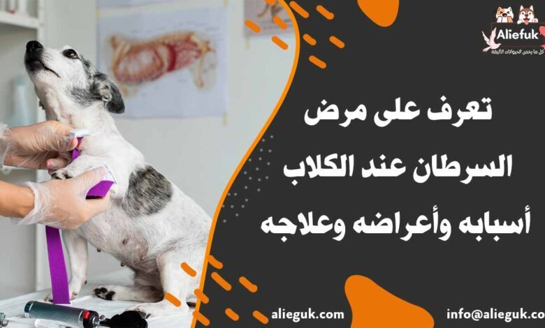 علاج السرطان عند الكلاب