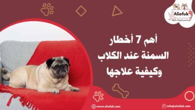 علاج السمنة عند الكلاب