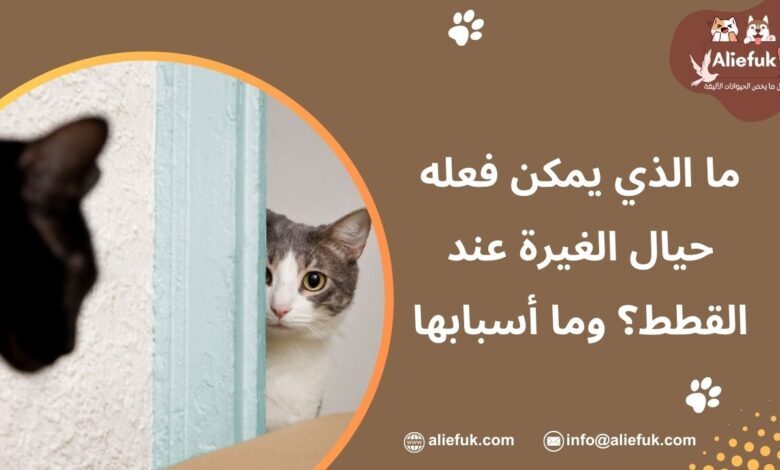 أنواع الغيرة عند القطط