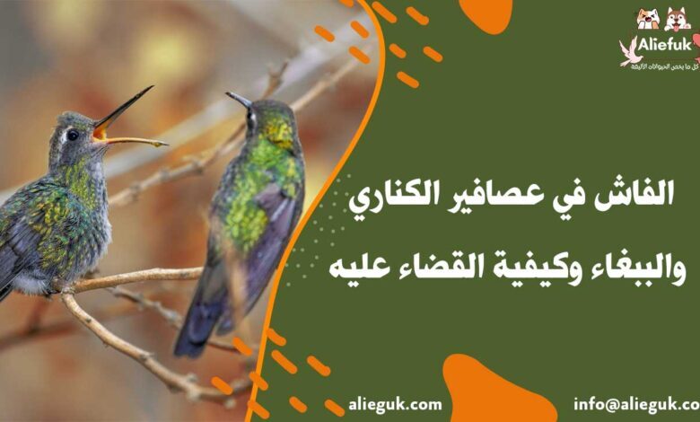 علاج الفاش في عصافير الكناري