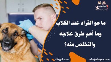 علاج القراد عند الكلاب