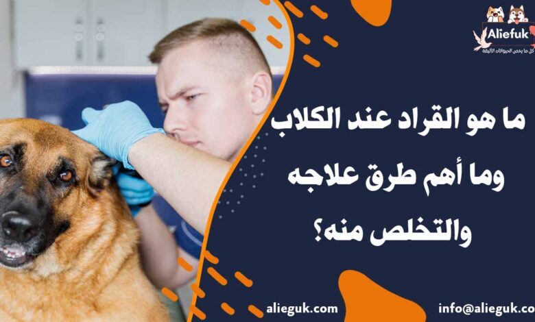 علاج القراد عند الكلاب