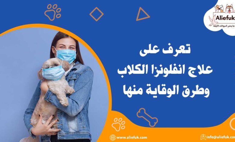 علاج انفلونزا الكلاب