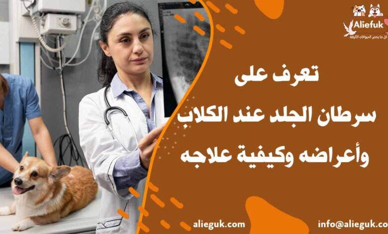 علاج سرطان الجلد عند الكلاب