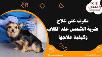 أسباب ضربة الشمس عند الكلاب