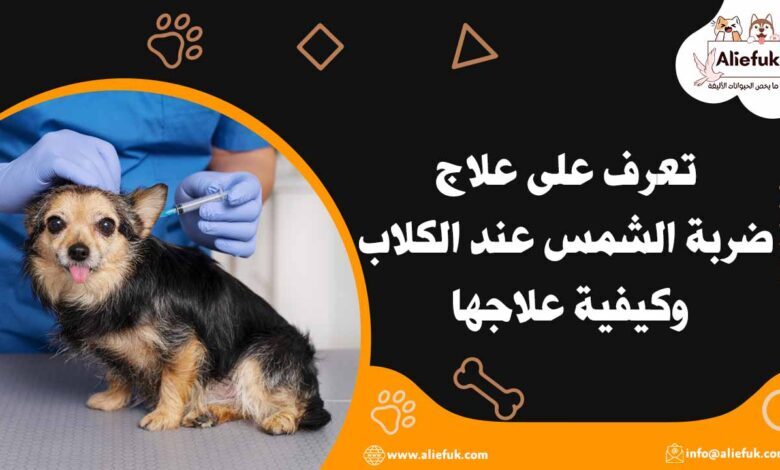 أسباب ضربة الشمس عند الكلاب