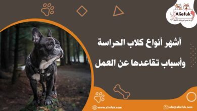 أنواع كلاب الحراسة