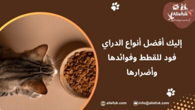 أنواع الدراي فود للقطط وفوائدها