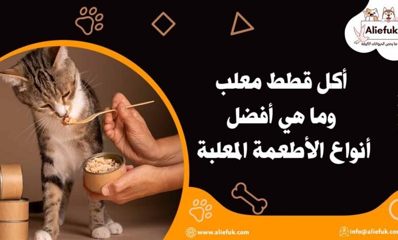 أكل قطط معلب وما هي أفضل أنواع الأطعمة المعلبة - موقع أليفك أكل قطط معلب وأنواعه