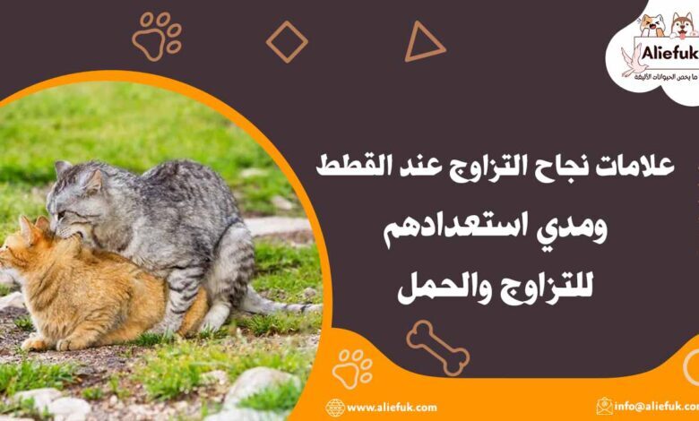 علامات نجاح التزاوج عند القطط